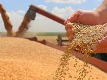 "Close-up of golden wheat grains in hands during harvest and storage process."