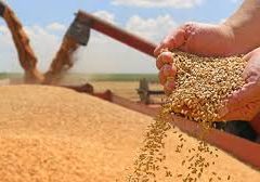 "Close-up of golden wheat grains in hands during harvest and storage process."