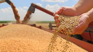 "Close-up of golden wheat grains in hands during harvest and storage process."
